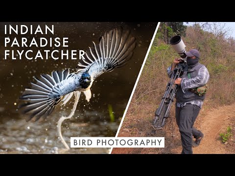 Filming India's BIRDS OF PARADISE - Part Of The Flock Ep.6 | Bird Photography in the Western Ghats