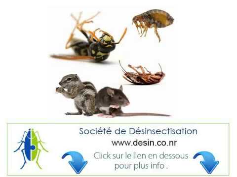 pourquoi il y a des fourmis dans la maison