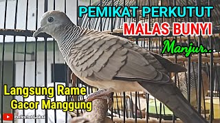 Download lagu Suara Burung Perkutut Lokal Gacor Untuk Pancingan Agar Cepat Bunyi Paling Ampuh Langsung Nyaut mp3 Download lagu Suara Burung Perkutut Lokal Gacor Untuk Pancingan Agar Cepat Bunyi Paling Ampuh Langsung Nyaut mp3