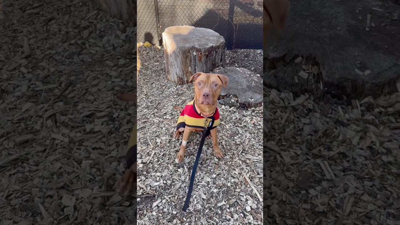 Enlarge Rudy , a Adoptable mixed breed in Briarcliff Manor, NY video 5/5