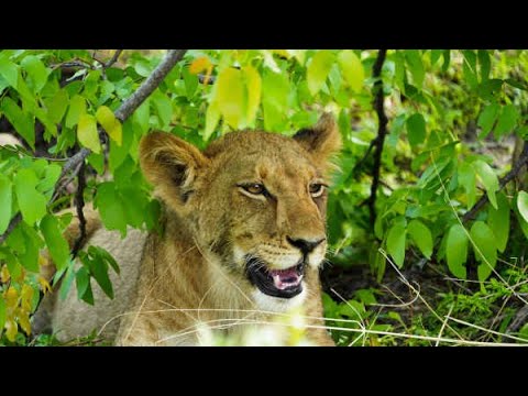 2025 Botswana - Part 2 of our Southern Africa safari