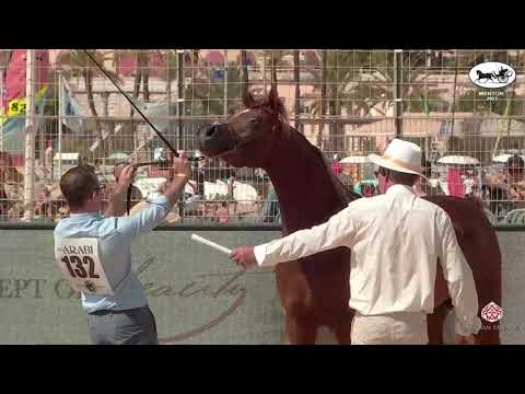N 132 ARJUWAN ALBIDAYER   Mediterranean and Arab Countries AHC   Menton 2021   Colts 2 Years Old Cla