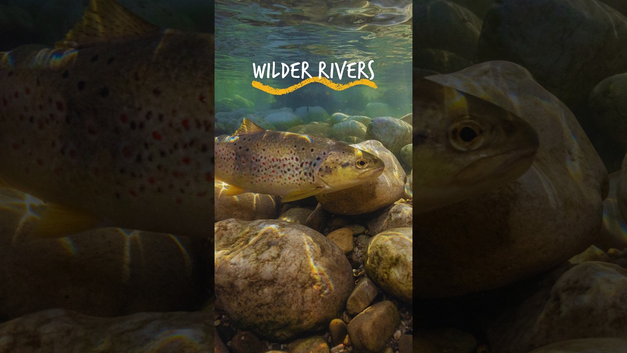 Mille trote mediterranee rilasciate 🇬🇧 A thousand Mediterranean trout released