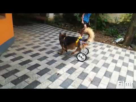 Mintbowl dog wheelchairs India GSD playing football? Mob 9979035679