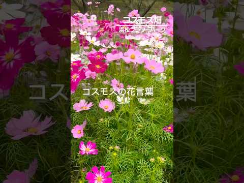 コスモスの種の育て方は？特別な注意が必要ですか?  庭園