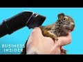 What It Takes To Be A Taxidermist