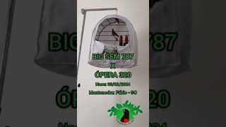 PRO 000364 - BIG SEM 787 X ÓPERA 320 - CRIATÓRIO PRORROGAÇÃO