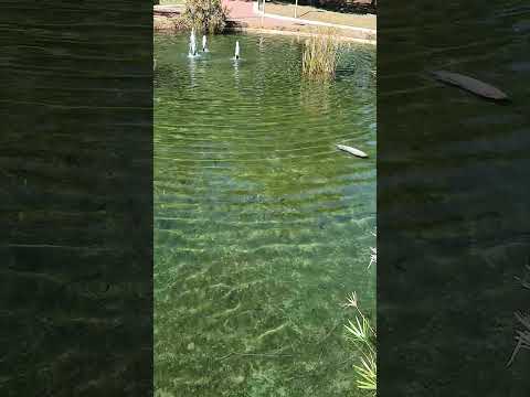 #lago #artificial do #parque do #cristo #2026 #brasil #araxá #minasgerais #interior #carp #peixes