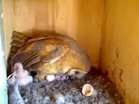 download lagu mp3 mp4 Molly And The Owl, download mp3 Molly And The Owl free download mp3, download mp3 Molly And The Owl