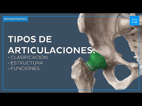 Articulaciones del cuerpo humano: Clasificación y generalidades - Anatomía Humana Fácil | Kenhub