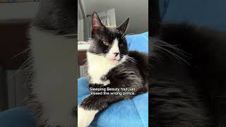 Crispin #cat #happyfelixday #funnypets #funnyanimals #funnycats #petsrule #funny #cute