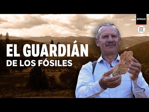 Fósiles en Boyacá: un artesano custodia ejemplares de hace 387 millones de años | El Espectador