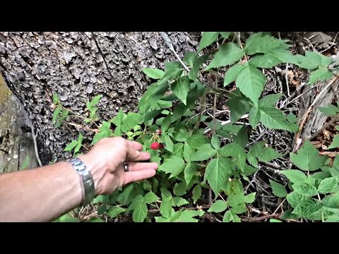 Surviving Off Wild Berries  | MIKE HUNTS |