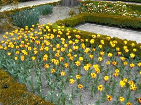 Tulipan Tulipa Helmar - www.GuiaJardines.com