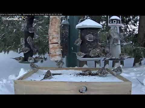 Common Redpolls Commandeer Hanging Feeders In Ontario – Mar. 5, 2019