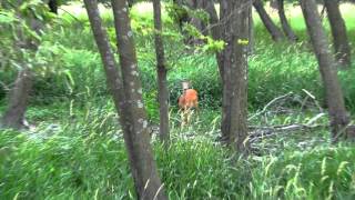 preview picture of video 'White-Tailed Deer at Squaw Creek National Wildlife Refuge'