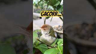 Download lagu Prenjak lumut gacor cocok buat pancingan bahan 💯‼️#prenjakgacor mp3 Download lagu Prenjak lumut gacor cocok buat pancingan bahan 💯‼️#prenjakgacor mp3