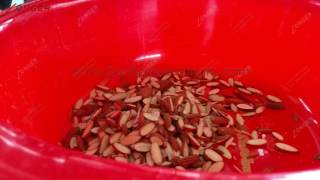 Almond Slivering Machine|nut slivering machine for peanut,almond,Hazelnut ,pistachio