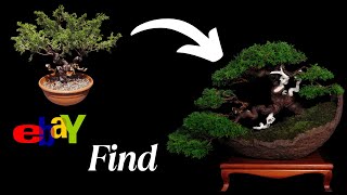 Transform a Cheap Ebay Find into a Stunning Itogawa Juniper Bonsai!