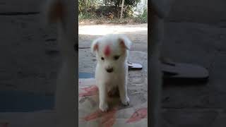 preview picture of video 'Miryalaguda,shanthinagar street dog (tommy)'