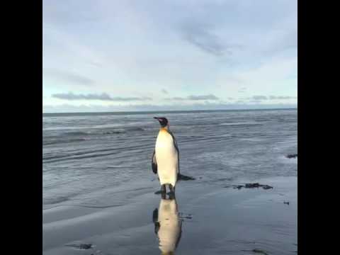 Video: Un pingüino emperador estuvo de paso por Rio Grande