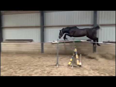 Rocky FK stallion El Barone x Chap2 x Untouched