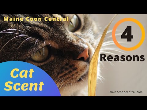 Maine Coon Cat: Scent Marking Facts