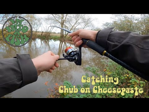 Winter Chub Fishing on the Dorset Stour