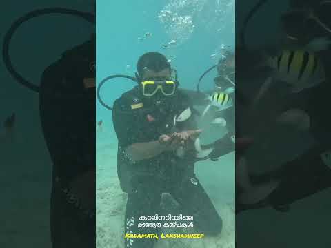 scuba diving kadamath island, Lakshadweep
