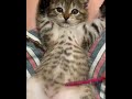 Cute Cat Whatsapp Status Video HD Shorts Cutecat Kitten