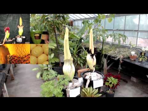 CSUF Corpse Flower - after the stink 2016-05-06