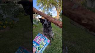 Gem Pack Vol 5 packs 15&16 #pokemon #dogs #pokemoncards #pokemontcg #gempackvol5