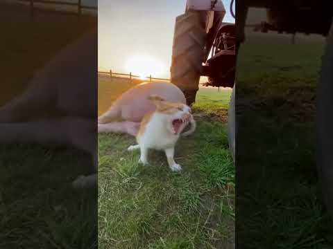 Приколи у селі #юмор #смешно #прикол #шортс #село #смех #мем #свинья #sora2 #sora #кот #пук #пердеж