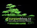 Akvarijní rostliny Limnophila sessiliflora - Bahnatka bezstopečná