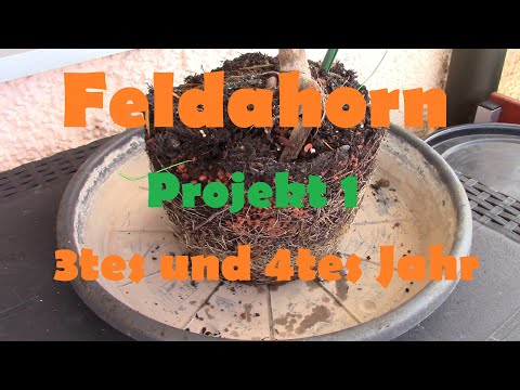 Feldahorn Projekt 1 3tes und 4tes Jahr #bonsai #schweiz