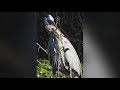 Great Blue Heron Gator