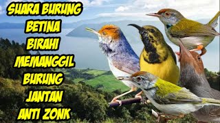 Download lagu suara pikat burung betina memanggil jantan paling ampuh sogon prenjak kepala merah prenjak lumut a35 mp3 Download lagu suara pikat burung betina memanggil jantan paling ampuh sogon prenjak kepala merah prenjak lumut a35 mp3
