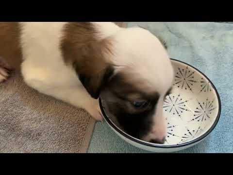 20.05.2023 - Spielen am Morgen und Kjell lässt sich nicht stören