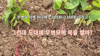 도대체 무병묘 가격이 얼마야?   사실이야? 이렇게 비싼 모종으로 농사를 짓고도 남는게 있을까?