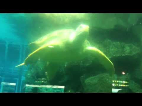 会計学科 ユーチューブyoutube.comが名古屋港水族館になった！感動のイルカや魚たち！税理士木村勝則の独り言！経営革新等支援機関近畿財務経済産業局認定木村勝則税理士事務所滋賀県高島市安曇川町