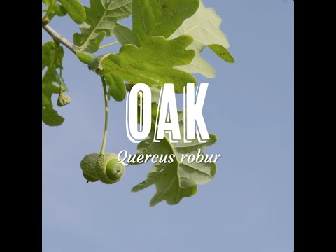 Tree Tuesday thumbnail 6