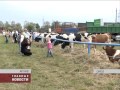В Орловской области пройдет выставка племенных животных 