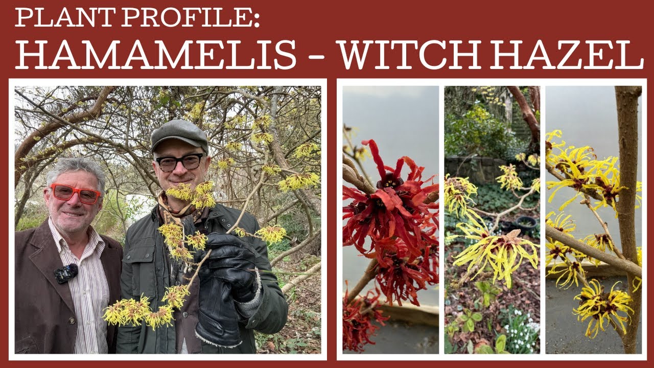 Plant Profile: how to grow Hamamelis or Witch Hazels!