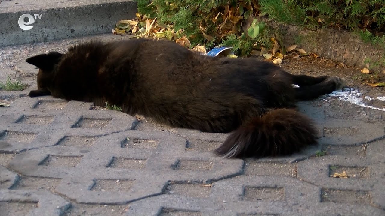 Откриха мъртво куче в центъра на Хасково