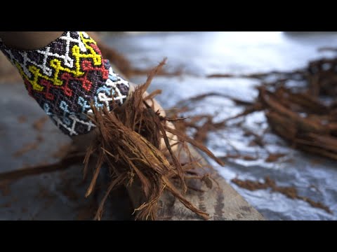 EXPERIENCE HUNI KUIN IN SÃO VICENTE VILLAGE - HUMAITA RIVER INDIGENOUS LAND 2022