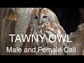 Tawny Owl Call from male and female owls, Strix aluco. One of the most common owls in europe
