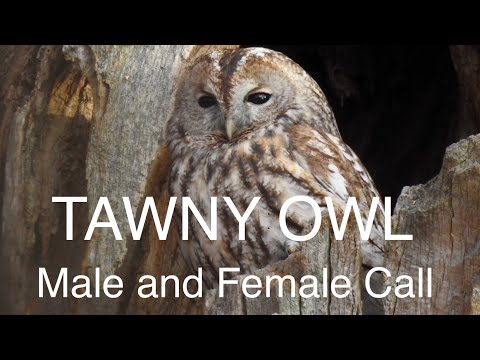 Sova obyčajná (Strix aluco) — volania samca aj samice