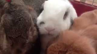 3 very cute, hungry (noisy) rabbits