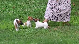 Download lagu Jack Russell Terrier Puppies For Sale mp3