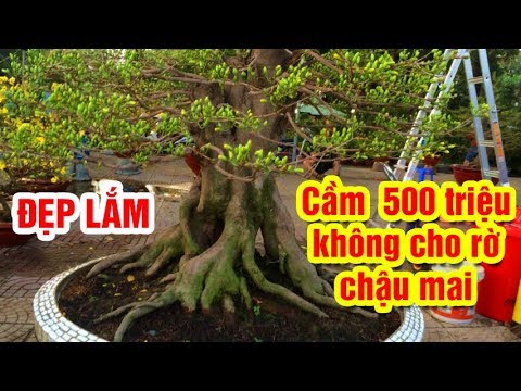 Cây mai tết 2019 đẹp nhất Sài Gòn  - Chợ mai Tết VIỆT NAM đẹp CỰC KỲ ĐẸP được bán đầy